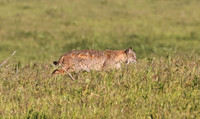 Bobcat - Point Reyes, California