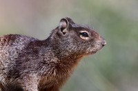 Rock Squirrel - Big Bend National Park, Texas