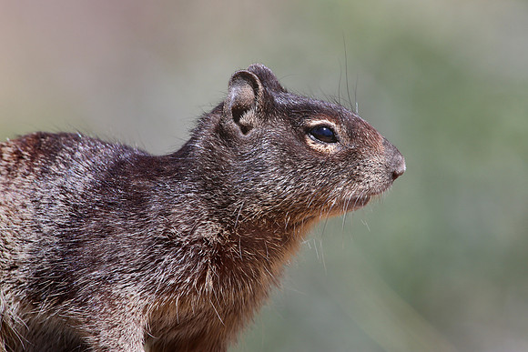 Rock Squirrel - Big Bend National Park, Texas