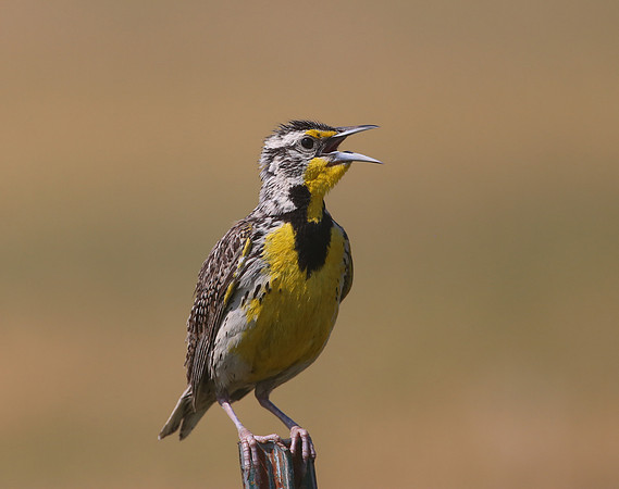 Western Meadowlark - Badlands National Park, South Dakota