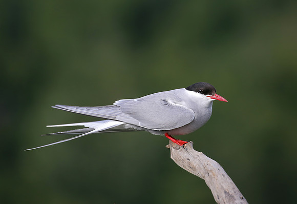 Arctic Tern - Anchorage, Alaska