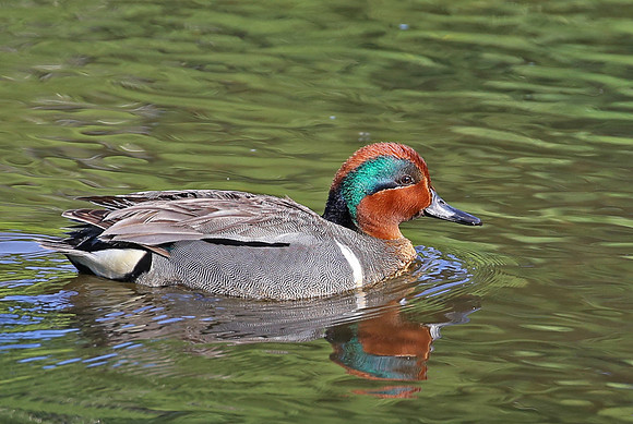 Green-winged Teal - Anchorage, Alaska