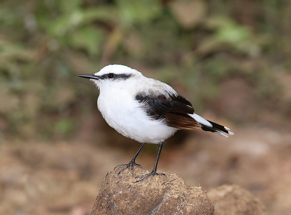 Masked Water-tyrant - Mindo, Ecuador