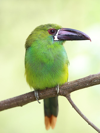 Crimson-rumped Toucanet - Paz de las Aves - Mindo, Ecuador
