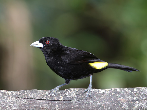 Lemon-rumped Tanager - Mindo, Ecuador