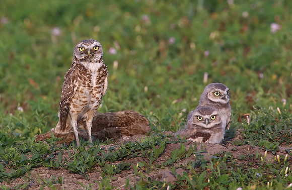 Burrowing Owls with Prey - Badlands National Park