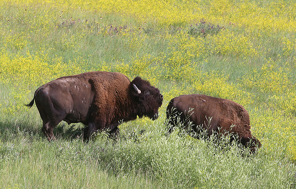 American Bison - Badlands National Park, South Dakota