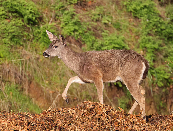 Mule Deer - Point Reyes, California