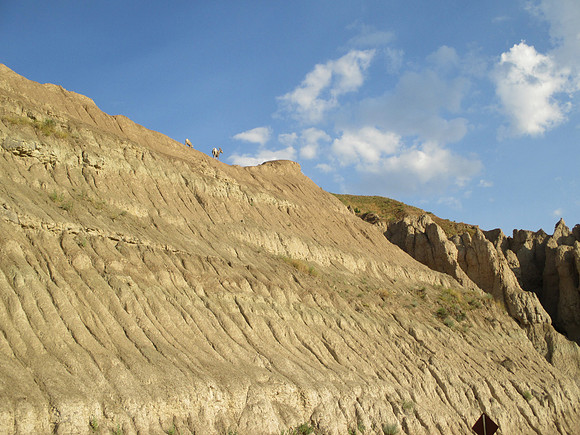 Nursing Bighorn Sheep - point and shoot view