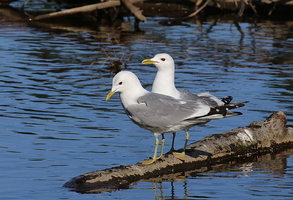 Short-billed Gull - Anchorage, Alaska