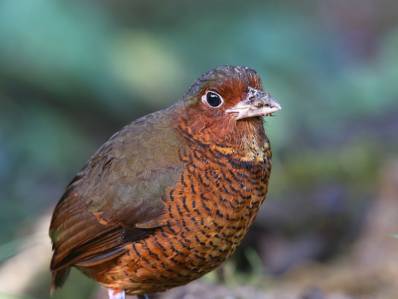 Giant Antpitta - Refugio Paz de las Aves Mindo, Ecuador