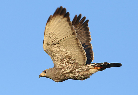 Gray Hawk - Big Bend National Park