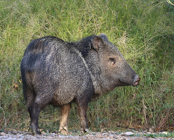 Collared Peccary - Big Bend National Park