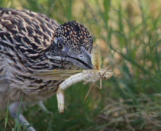 Greater Roadrunner with Grassopper - Big Bend National Park, Tex