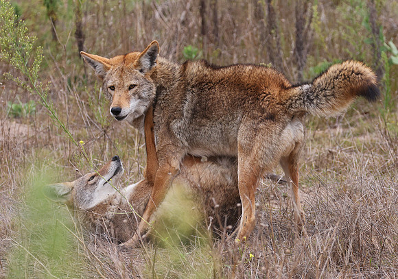 Coyotes Fighting - Olivas Links, Ventura, California