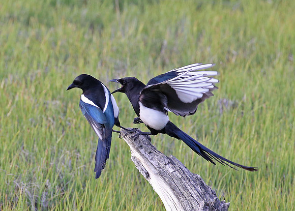 Black-billed Magpie - Anchorage, Alaska