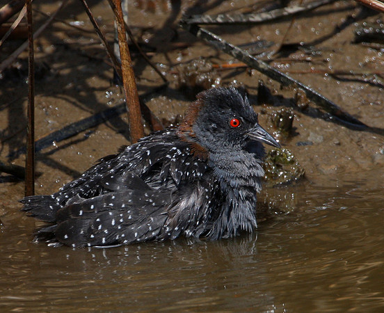 Black Rail Anahuac National Wildlife Refuge, Texas