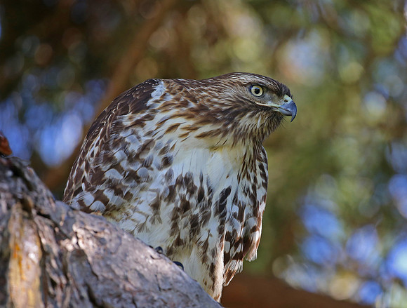 Red-tailed Hawk - Escondido, California