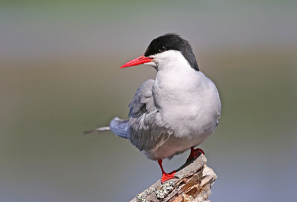 Arctic Tern - Anchorage, Alaska