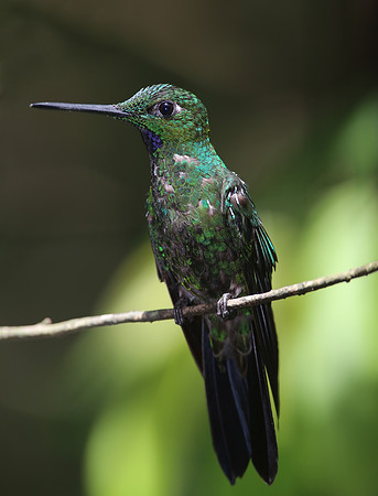 Green-crowned Brilliant - Mindo, Ecuador