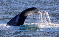 Gray Whale - Channel Islands, California