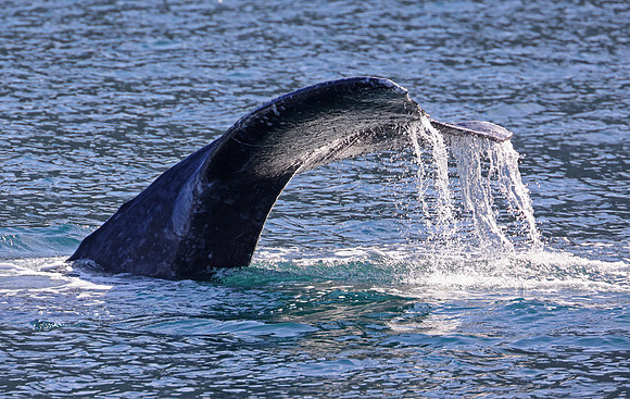 Gray Whale - Channel Islands, California