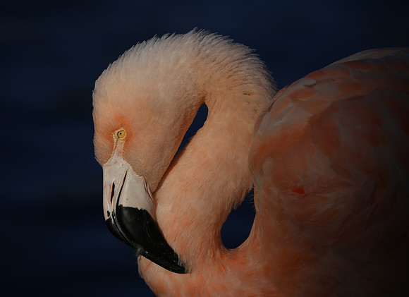 Chilean Flamingo - Escondido, California
