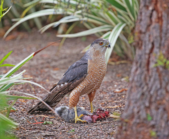 Coopers Hawk with Desert Cottontail