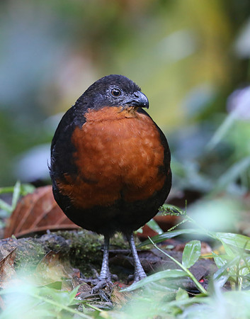 Dark-backed Wood-Quail - Mindo, Ecuador