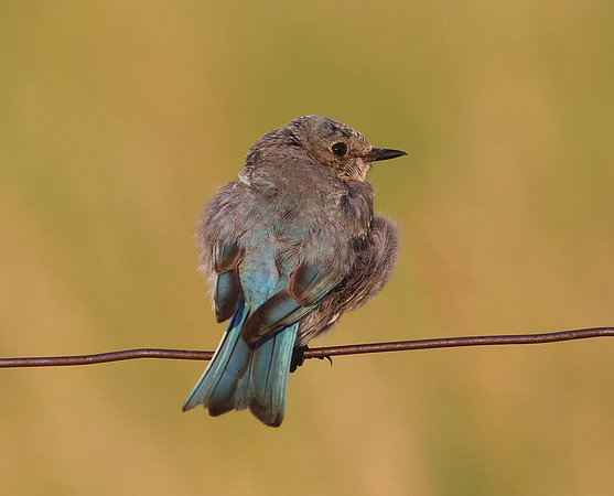 Mountain Bluebird - Custer State Park, South Dakota