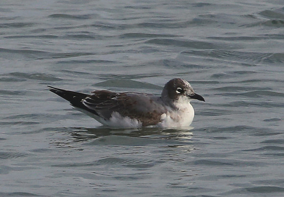 Franklin's Gull Aransas NWR, Texas