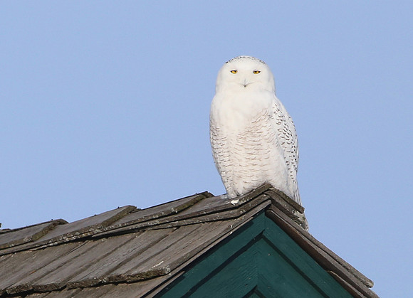 Snowy Owl - Bolingbrook Golf Club - Illinois