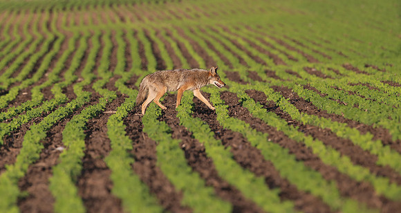 Coyote - Bolingbrook, Illinois