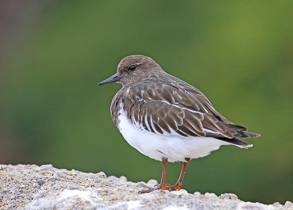 Black Turnstone - Monteray, CA