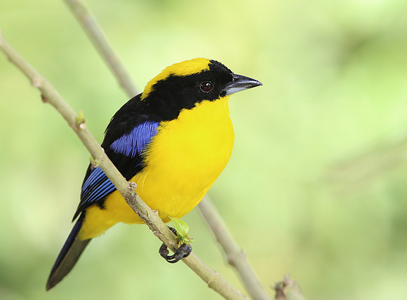 Blue-winged Mountain Tanager - Paz de las Aves - Mindo, Ecuador