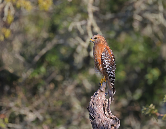Red-shouldered Hawk - Point Reyes, California