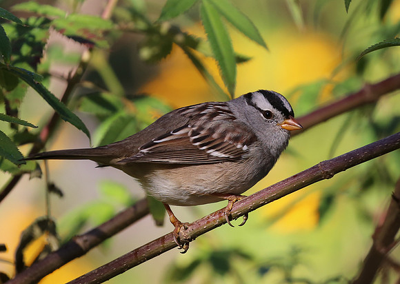 White-crowned Sparrow - Escondido, California
