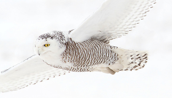 Snowy Owl - Illinois