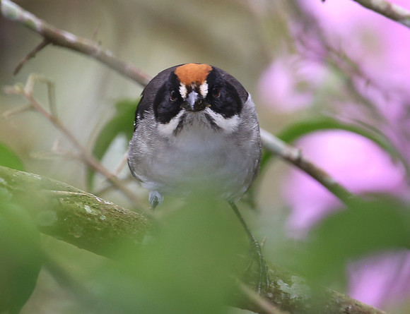 Chestnut-capped Brush-Finch - Mindo, Ecuador