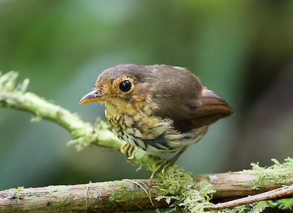 Ochre-breasted Antpitta - Refugio Paz de las Aves - Mindo, Ecuad