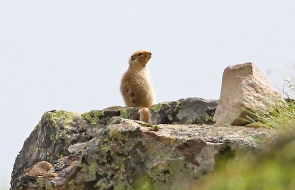 Arctic Ground Squirrel - Anchorage, Alaska
