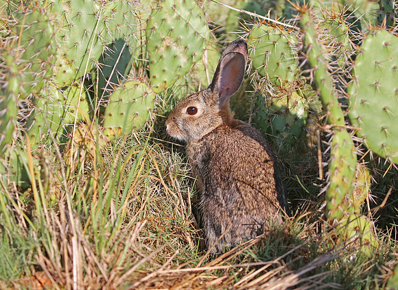 Desert Cottontail - California