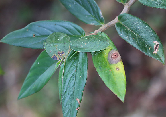 Peruvian shield mantis - Laguna Lagarto, Costa Rica