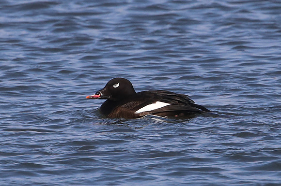 White-winged Scoter - Calumet, Chicago