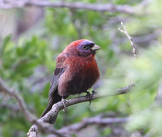 Varied Bunting - Big Bend National Park, Texas