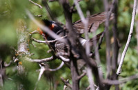 Red-faced Warbler - New Mexico