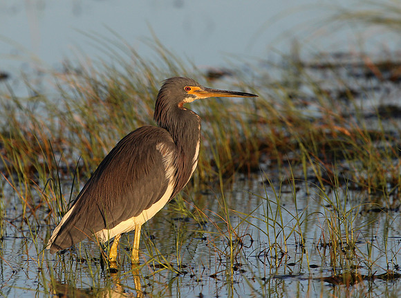 Tri-colored Heron Galveston, Texas