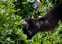 Mantled Howler Monkey - Costa Rica