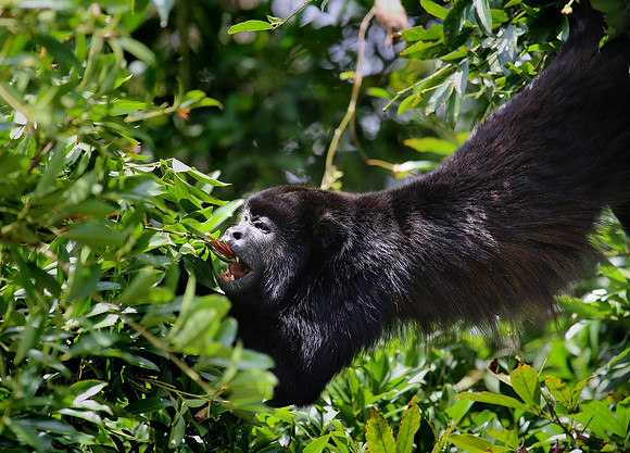 Mantled Howler Monkey - Costa Rica