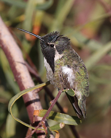 Costa's Hummingbird - Escondido, California